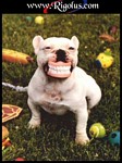 chien