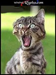 minou