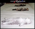 minou