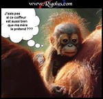 singe !