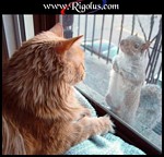 minou