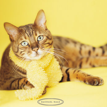 minou