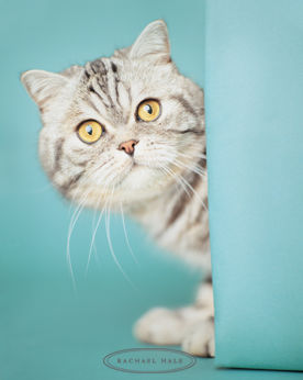 chat