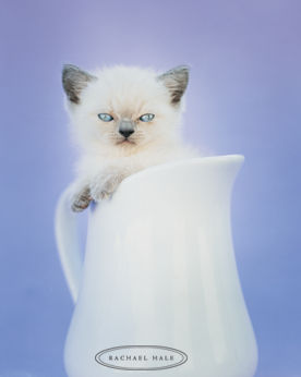 minou